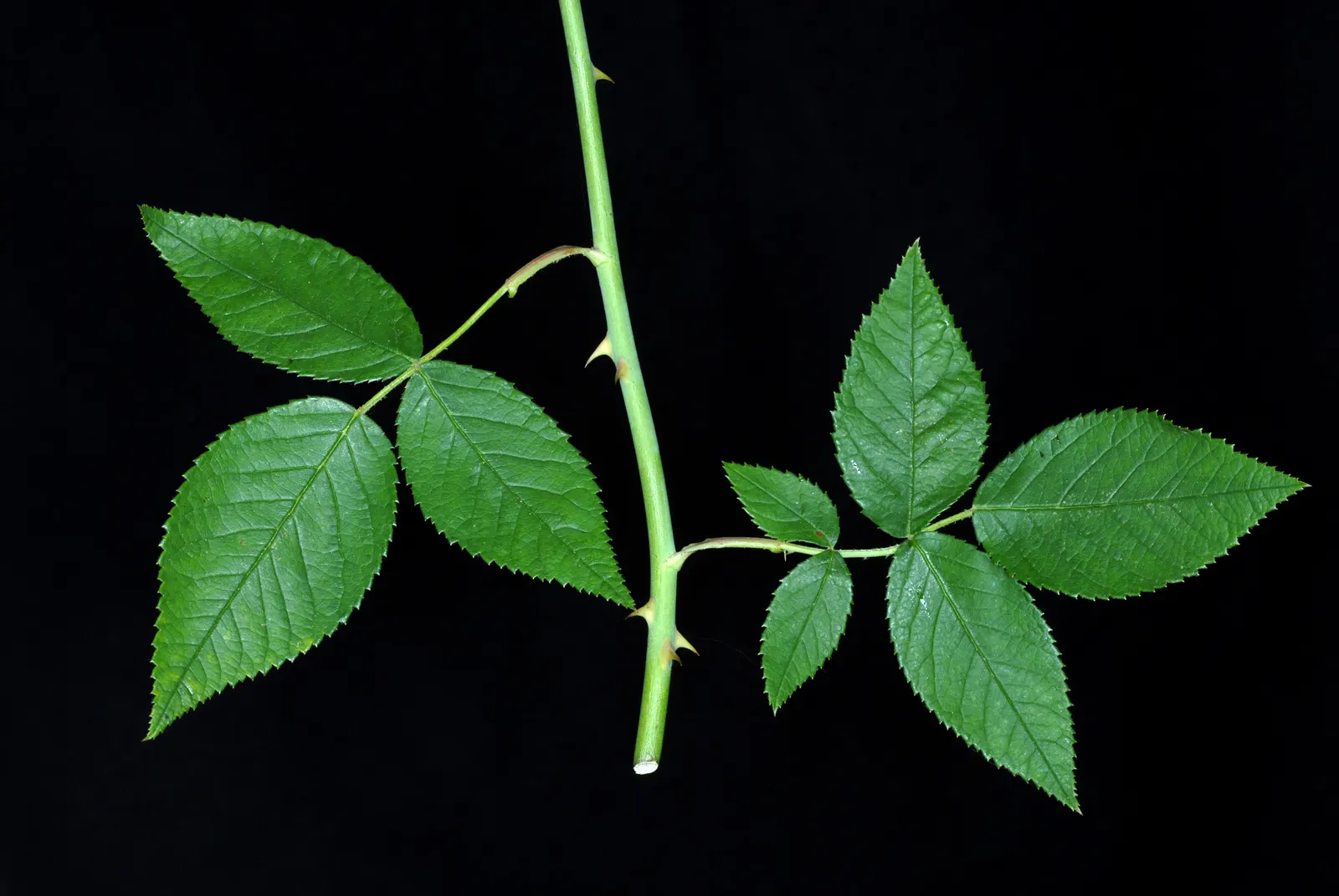 Climbing Prairie Rose (Rosa Setigera) — such as bees and butterflies