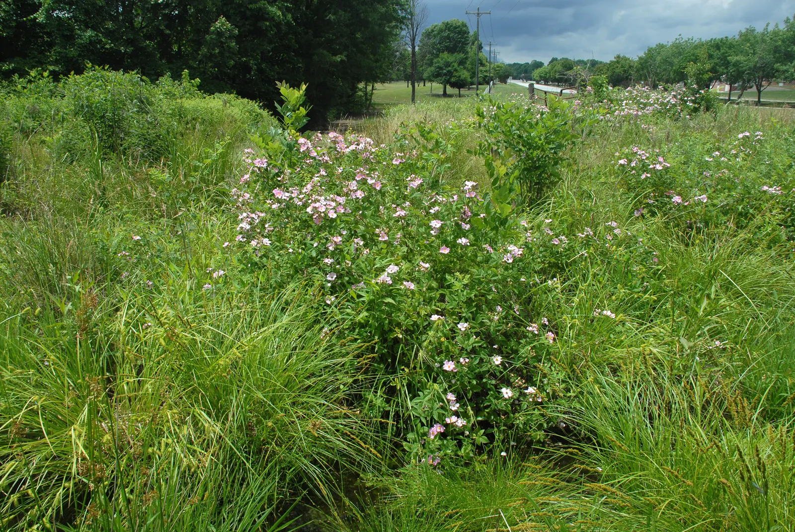 Climbing Prairie Rose (Rosa Setigera) — boasting fragrant pink blossoms that fade to white