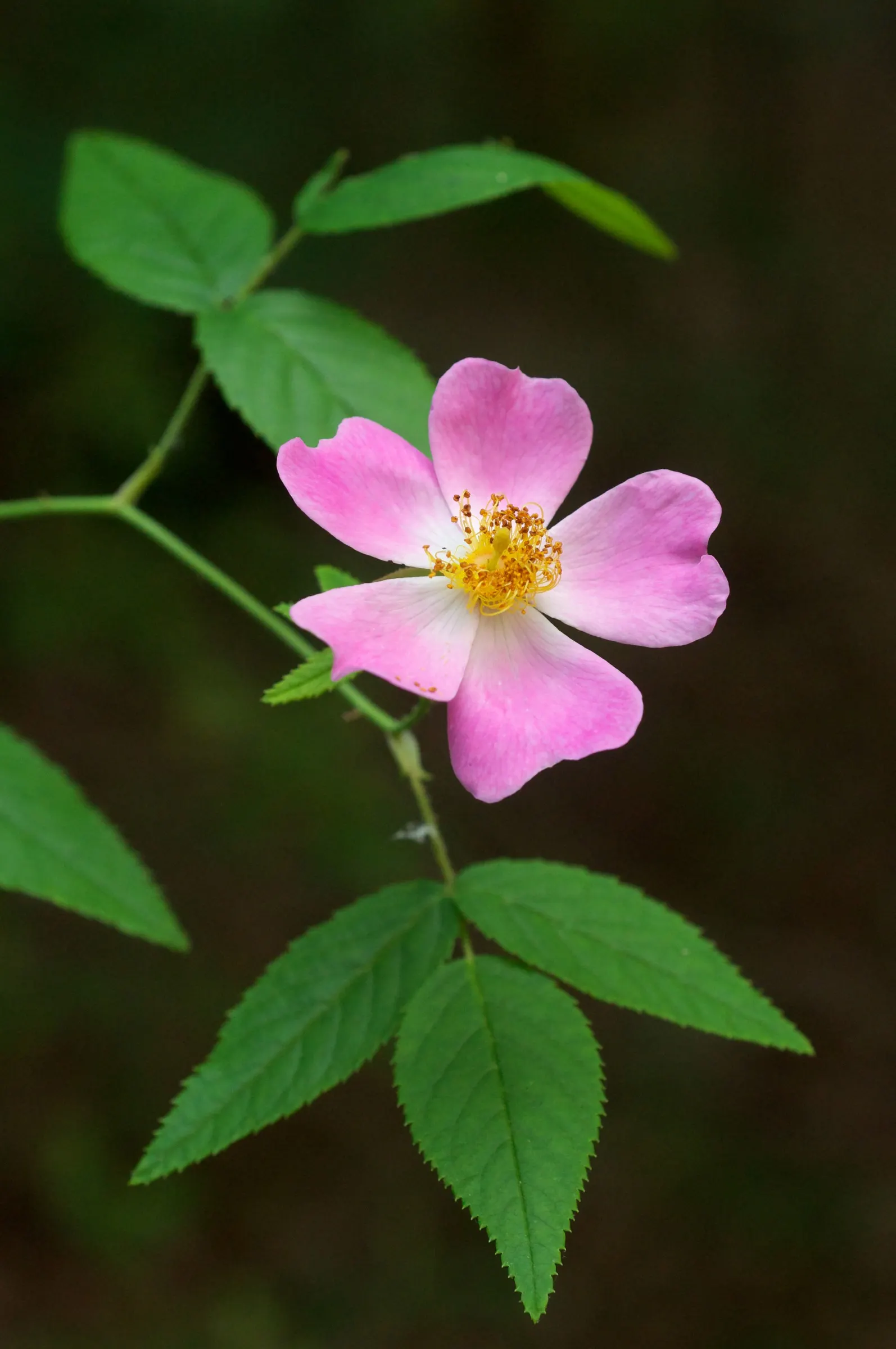 Climbing Prairie Rose (Rosa Setigera) — provide sturdy support for climbing and allow ample space for growth