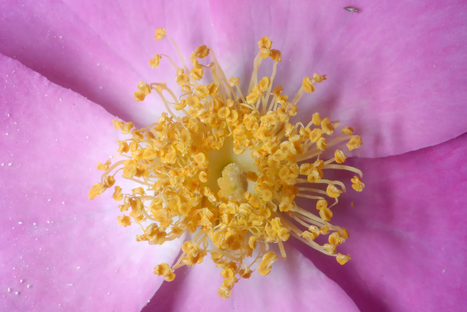 Climbing Prairie Rose (Rosa Setigera) — reaching upwards of 6 to 15 feet in height