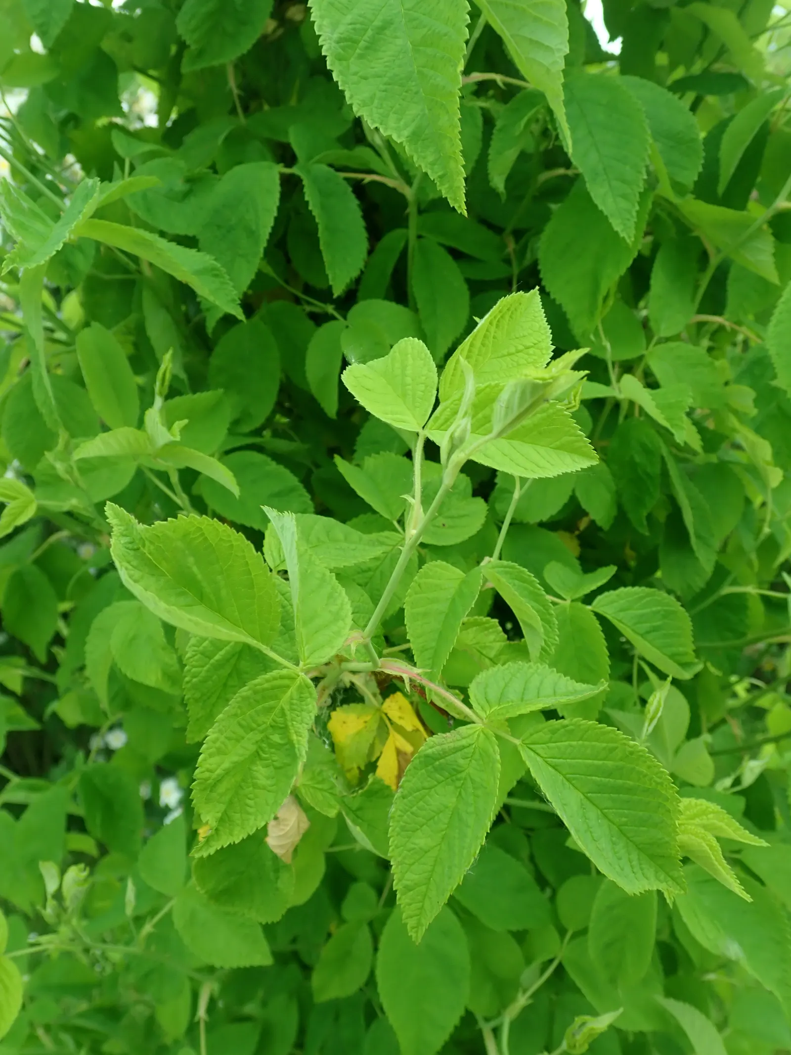 Climbing Prairie Rose (Rosa Setigera) — sweet fragrance that attracts pollinators