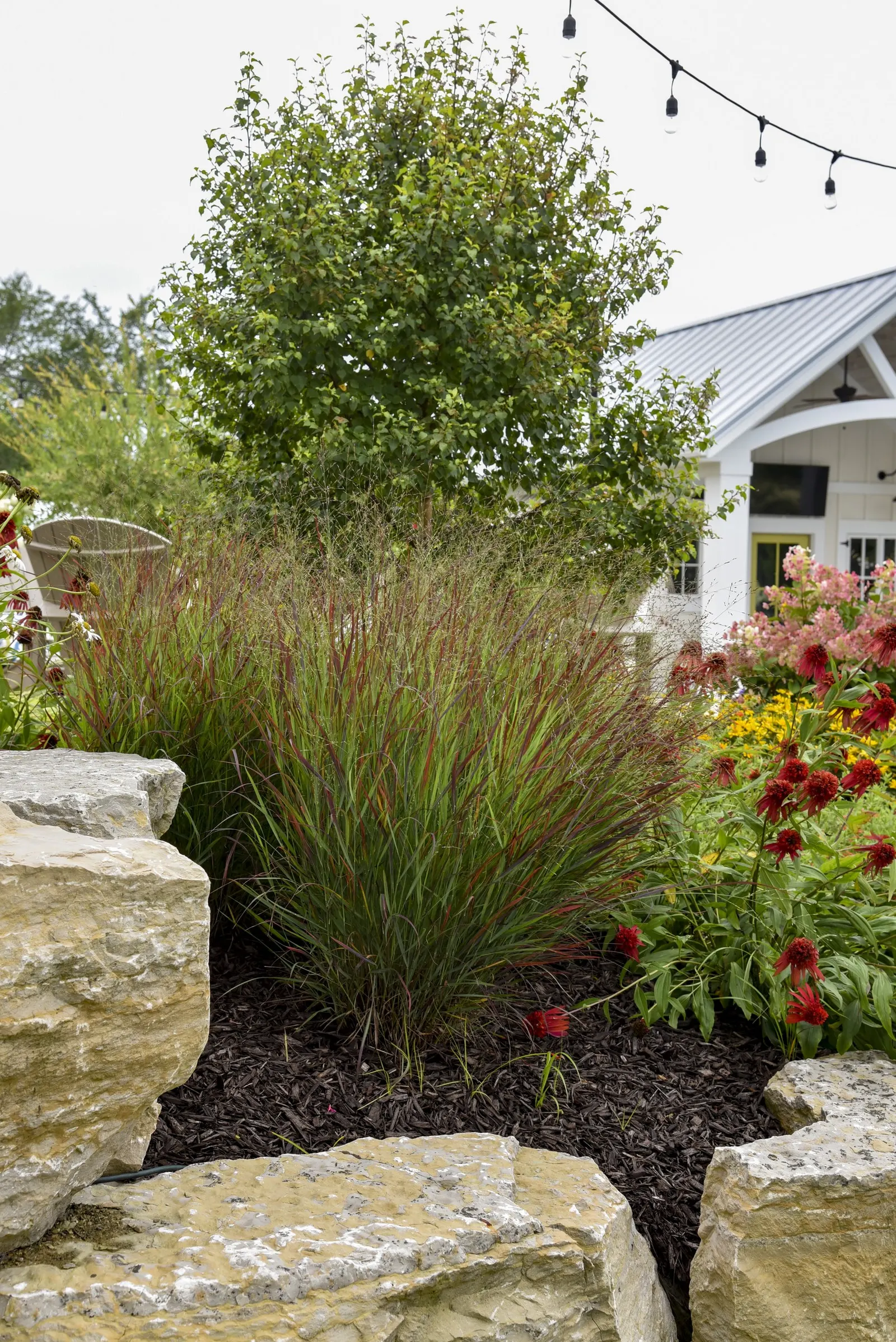 'Cheyenne Sky' Red Switch Grass (Panicum virgatum) — Purple flower panicles appear just above the foliage in late summer; proven Winners - Prairie Winds®