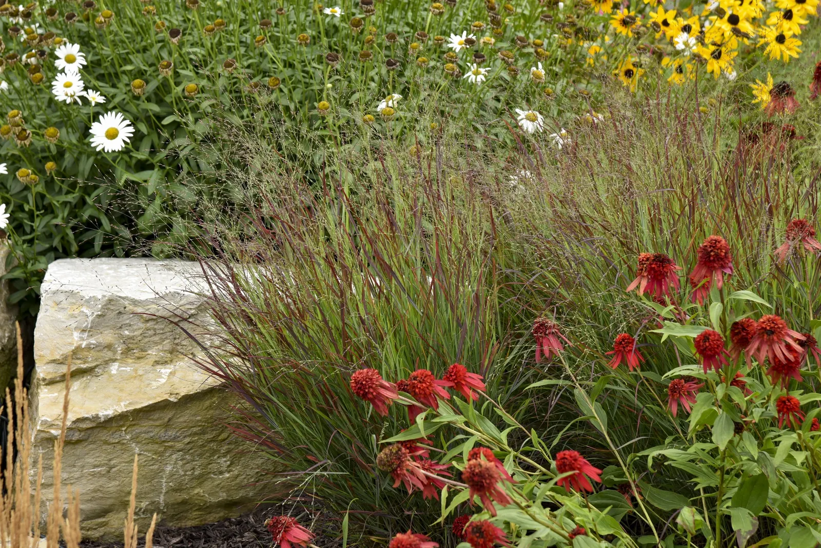 'Cheyenne Sky' Red Switch Grass (Panicum virgatum) — Cut back in spring before new growth appears