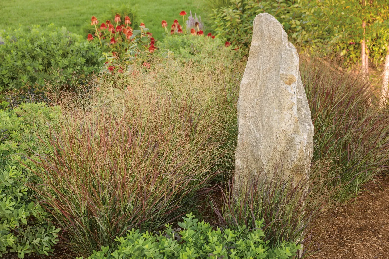 'Cheyenne Sky' Red Switch Grass (Panicum virgatum) — Forms a dense, upright clump of blue-green leaves that turn wine red in early summer