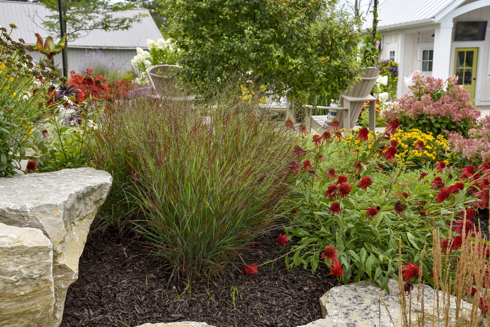 'Cheyenne Sky' Red Switch Grass (Panicum virgatum) — Purple flower panicles appear just above the foliage in late summer