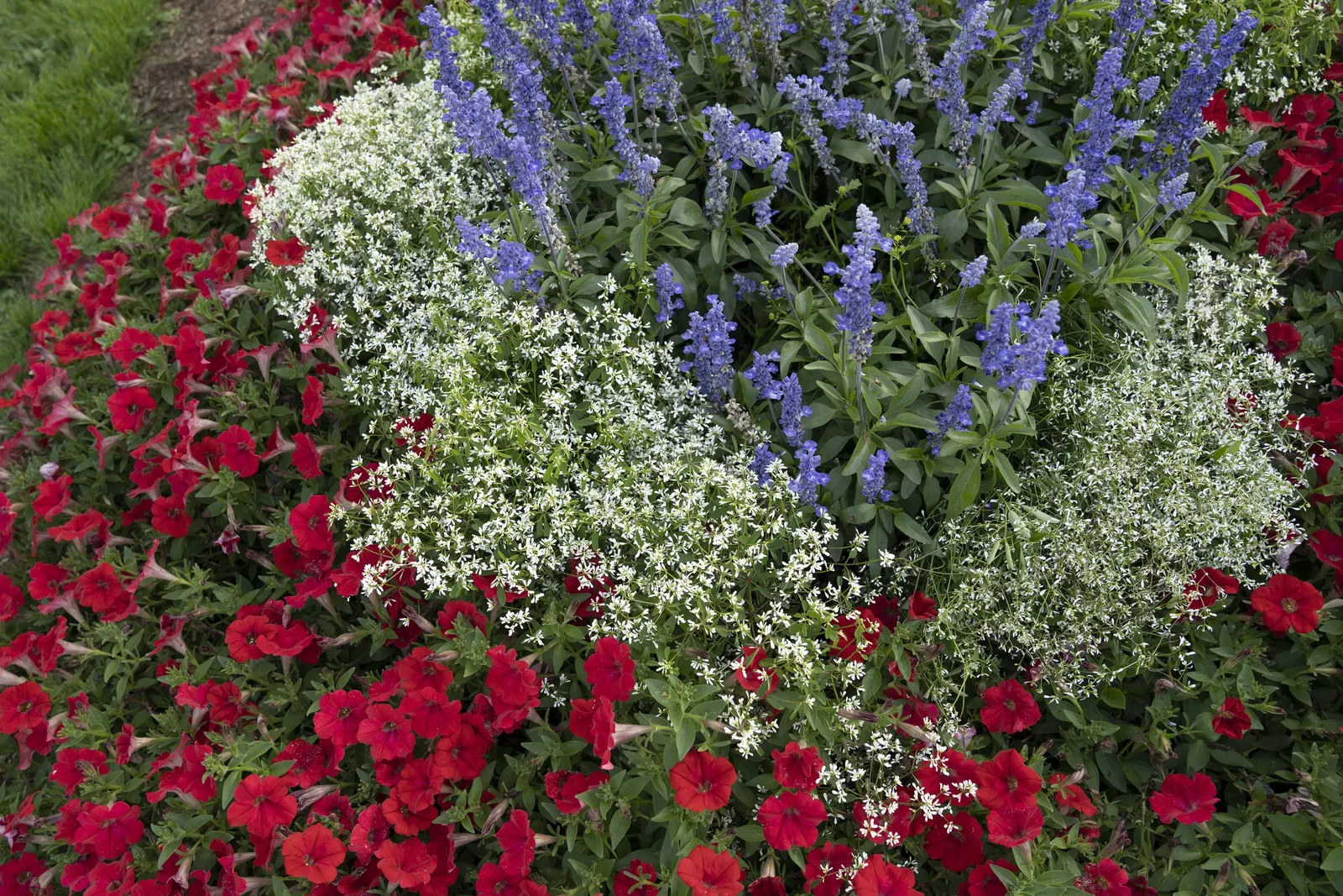 Really Red II Petunia — is a vivid annual selection from Proven Winners® that brings clean; though it is most often used as a high-performing warm-season