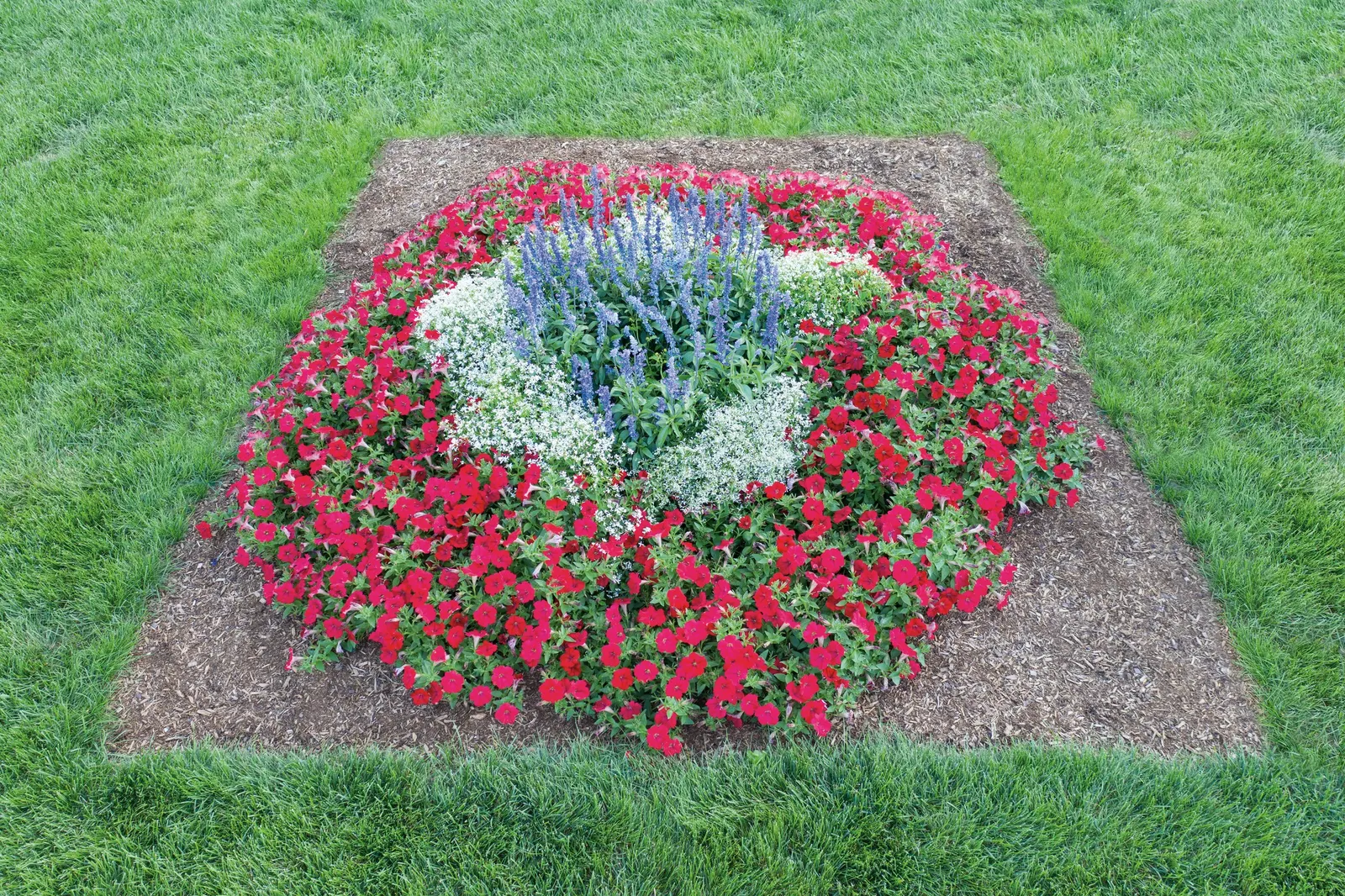 Really Red II Petunia — Really Red II benefits from controlled-release fertilizer at planting
