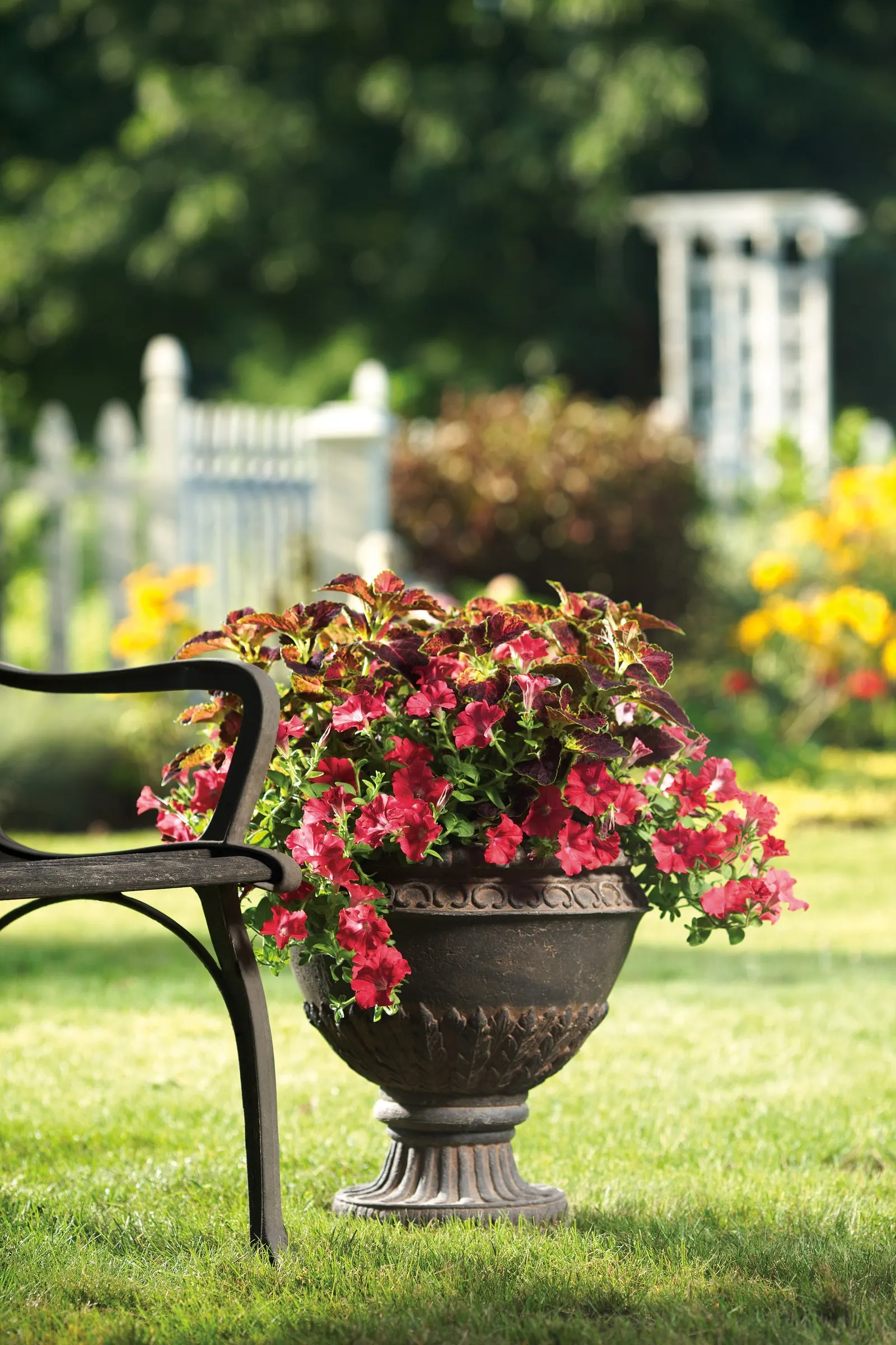 Really Red II Petunia — Best in full sun, average well-drained soil, and regular water; feed containers for strongest bloom