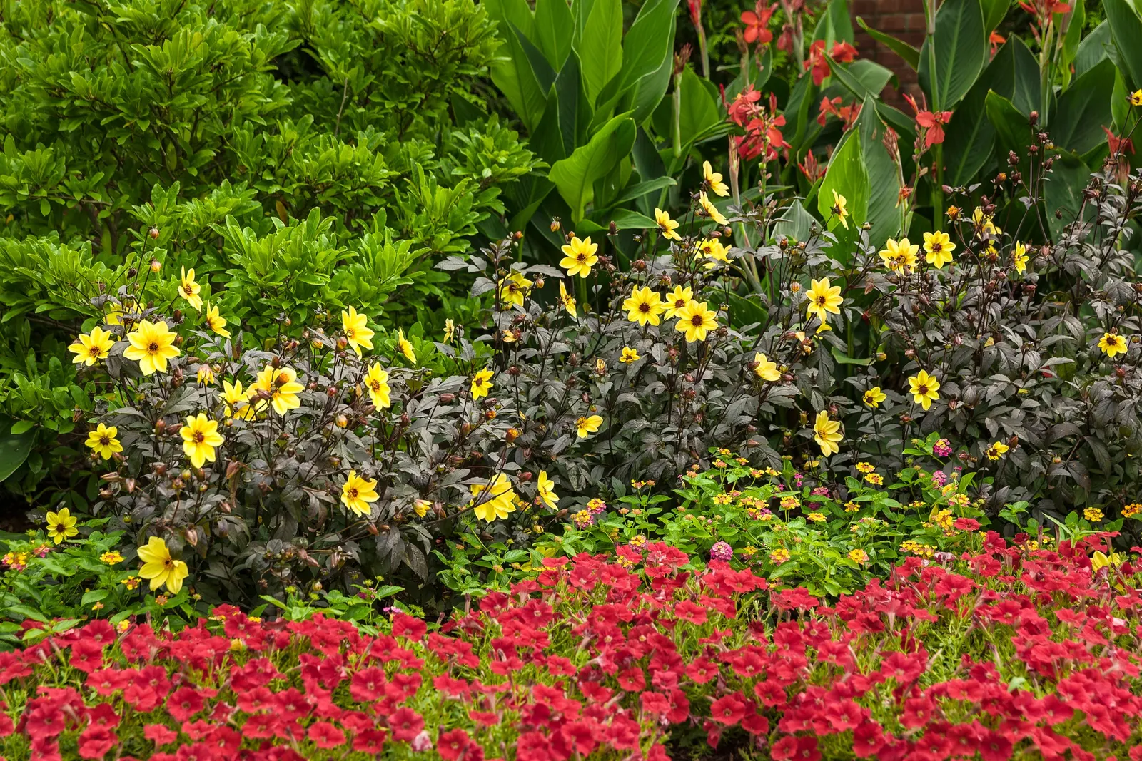 Really Red II Petunia — or Petunia 'Really Red II'; it grows 4-12 inches tall and spreads 18-24 inches with a mounding, trailing habit