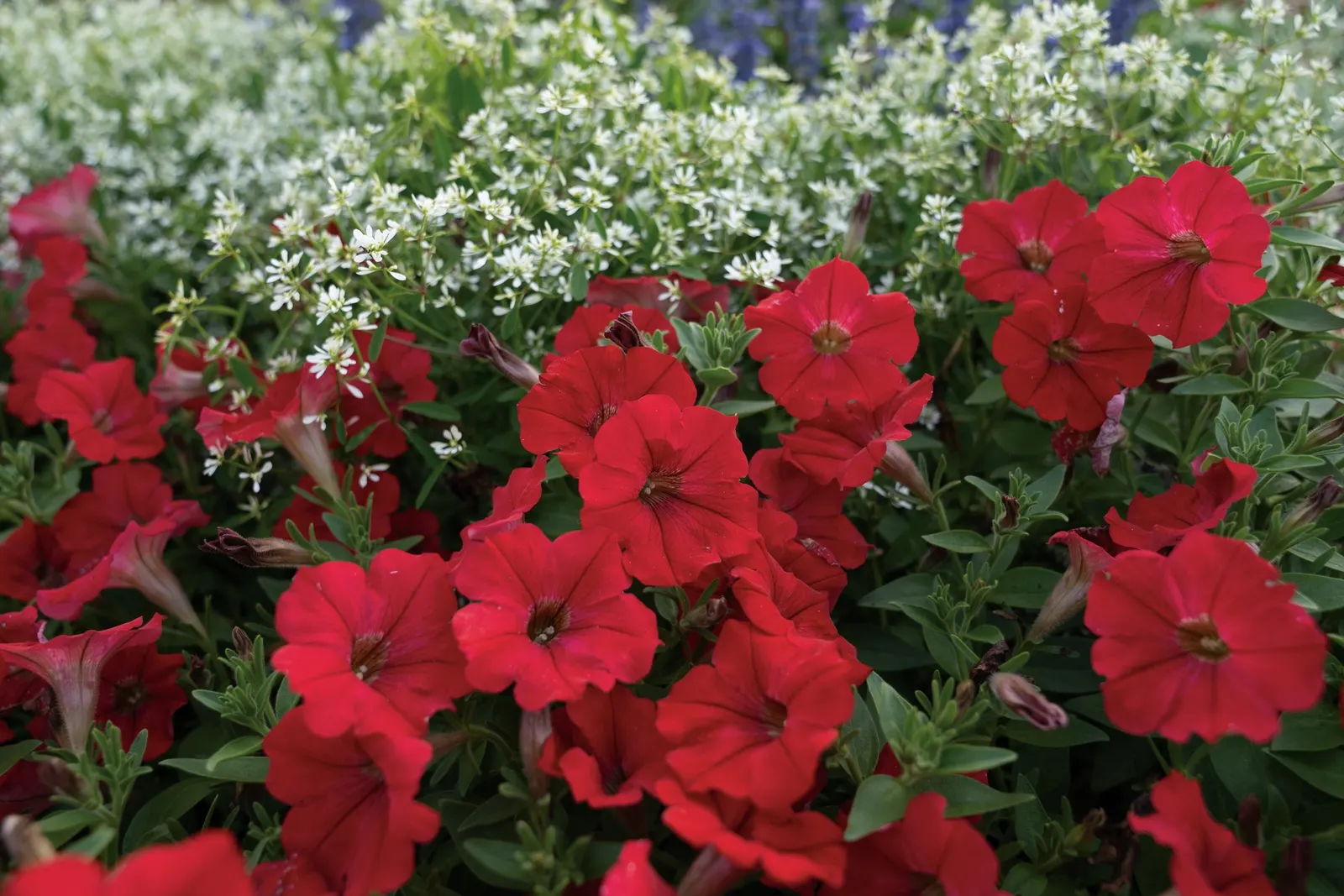Really Red II Petunia — saturated red color to the summer garden; as with many vigorous Proven Winners® petunias