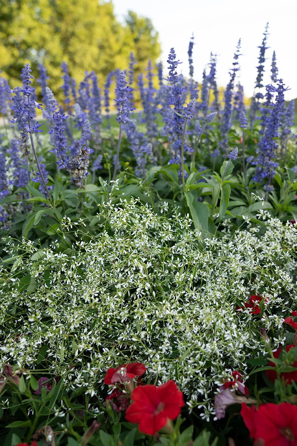 Really Red II Petunia — or soft yellow companions; well-drained soil is sufficient