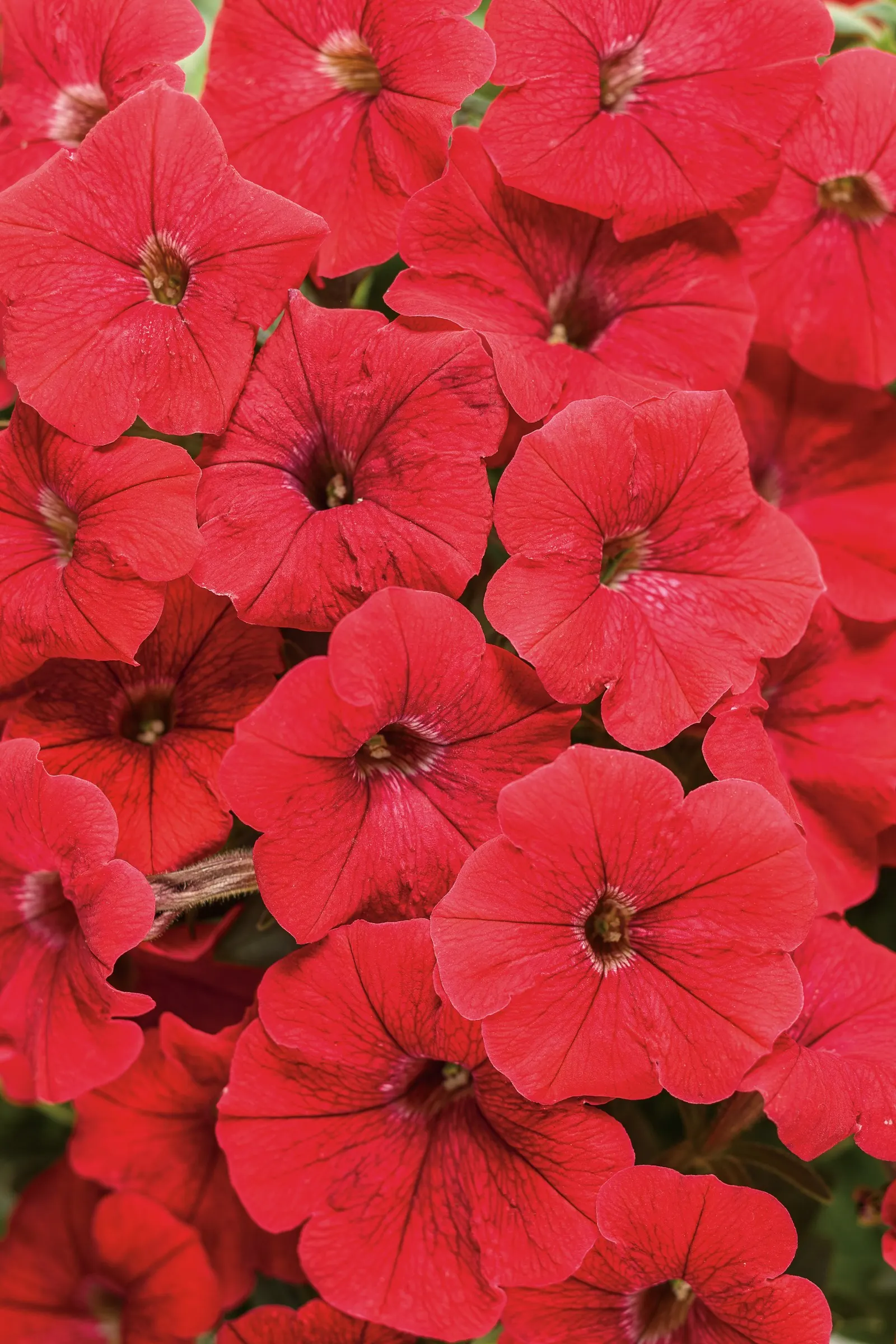 Really Red II Petunia — red flowers in the garden; and if plants begin to look open