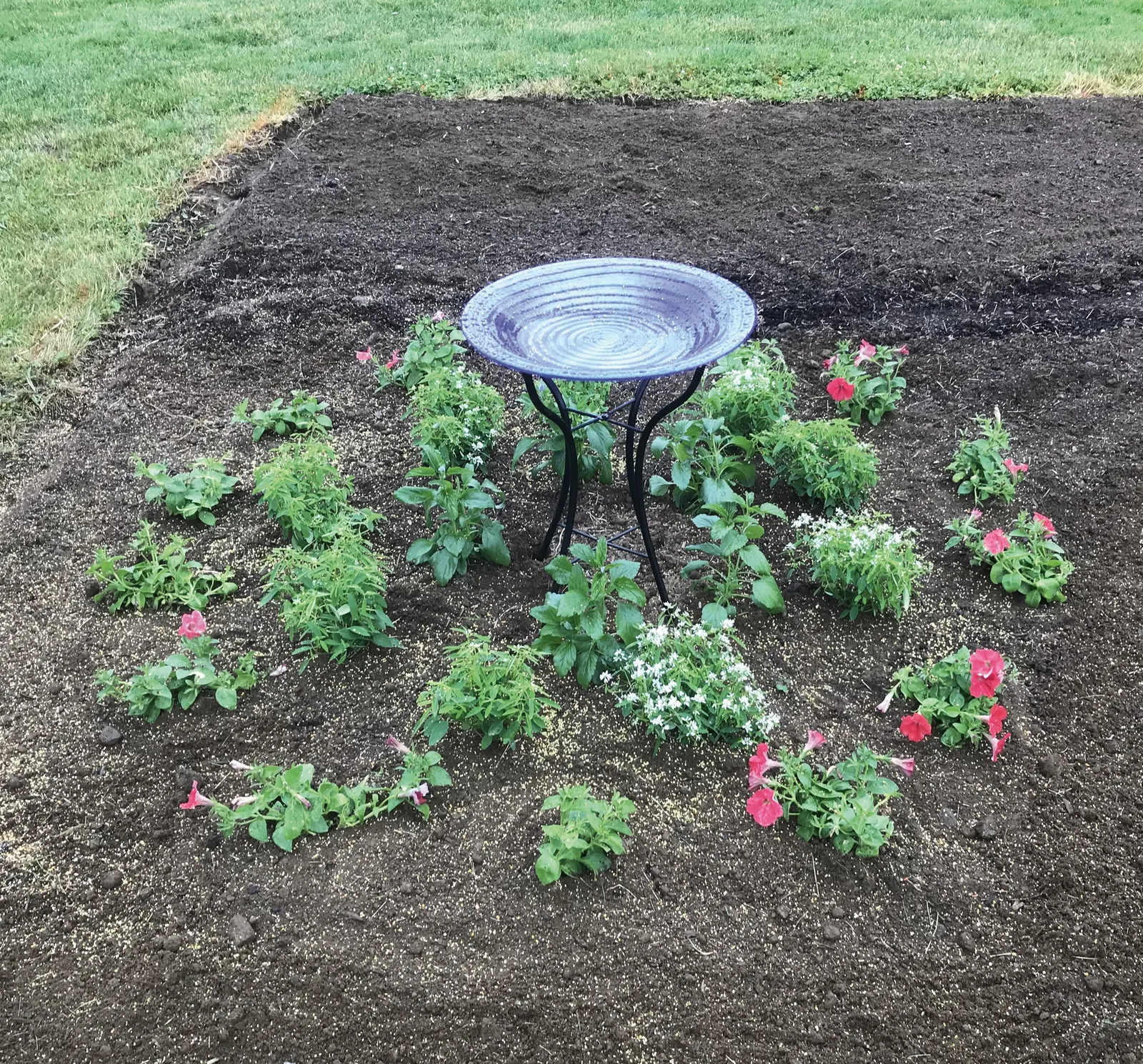 Really Red II Petunia — and average watering will keep it thriving; really Red II benefits from controlled-release fertilizer at planting