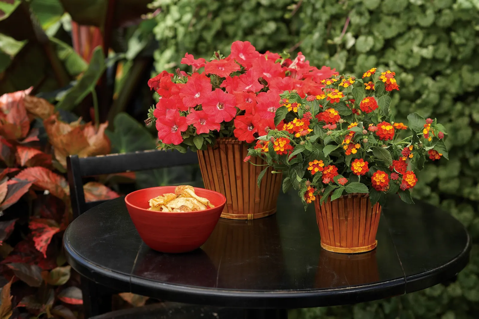 Really Red II Petunia — or soft yellow companions