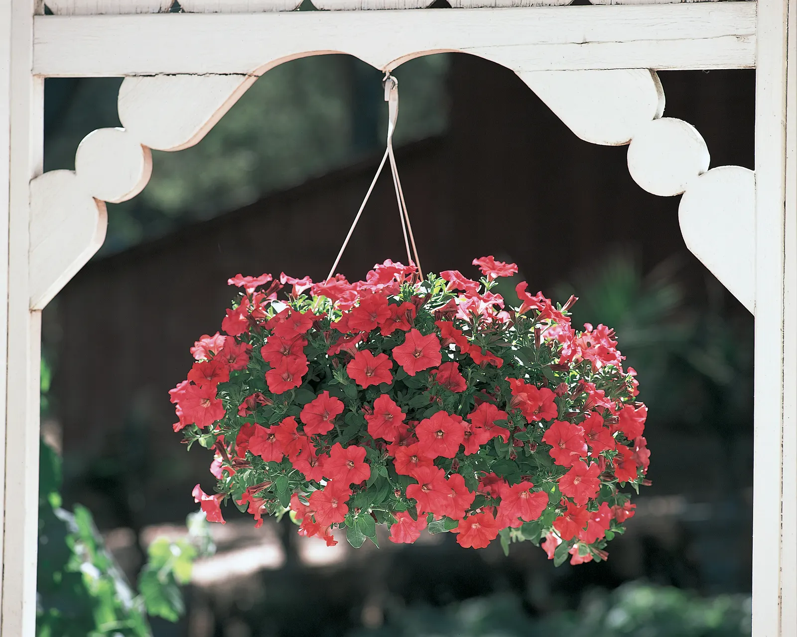 Really Red II Petunia — As with many vigorous Proven Winners® petunias