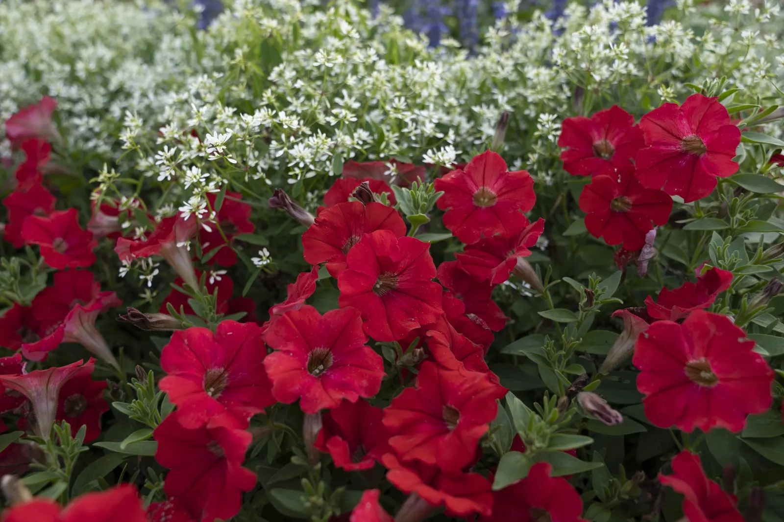 Really Red II Petunia — Its mounding-trailing habit produces a lush cushion of green foliage covered in velvety; red flowers in the garden