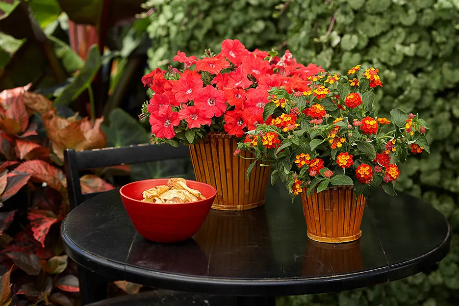 Really Red II Petunia — typically reaching 4 to 12 inches tall and extending 18 to 24 inches wide