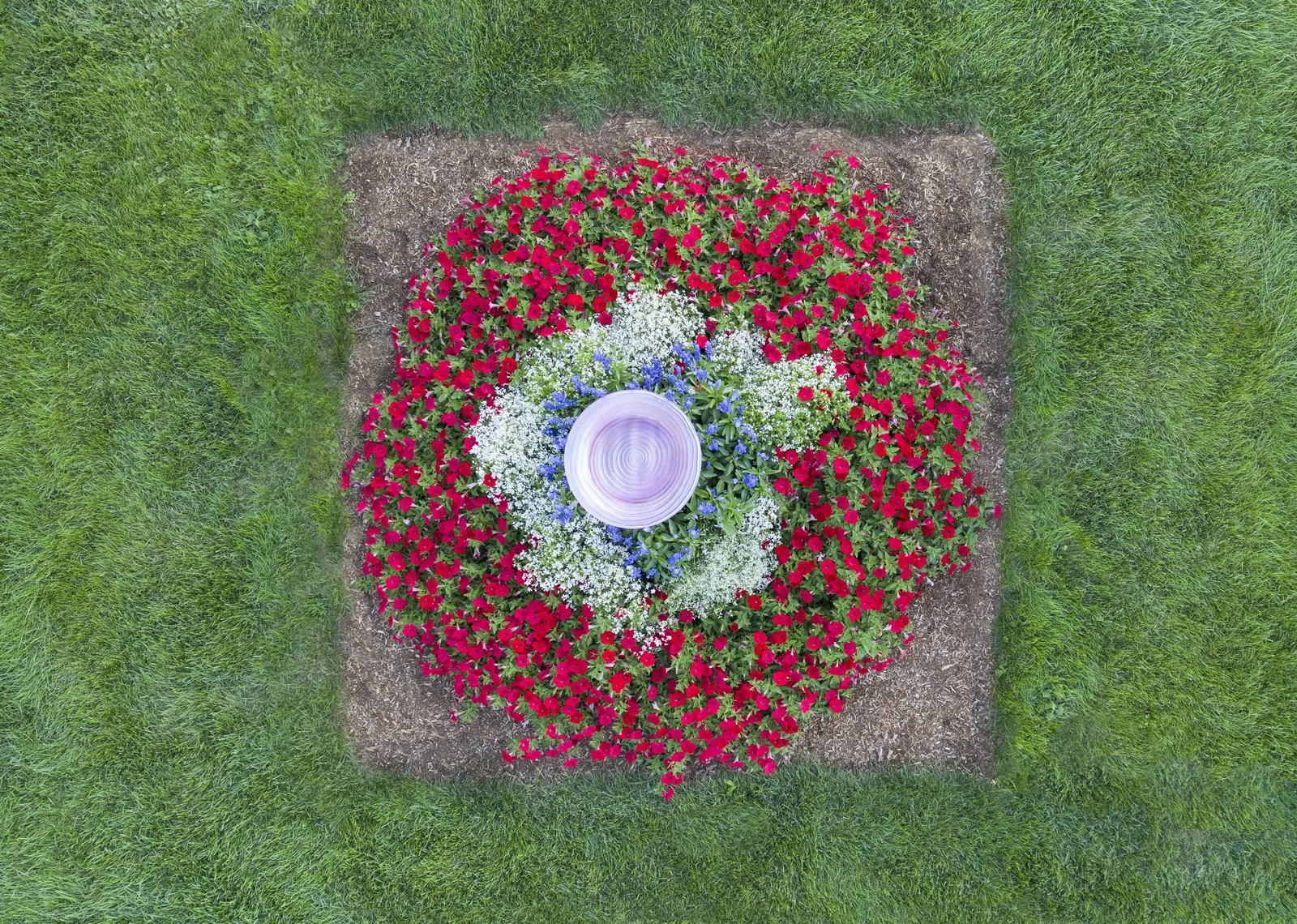 Really Red II Petunia — where it pairs beautifully with white bacopa
