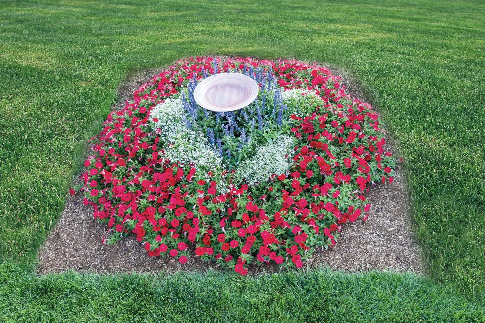 Really Red II Petunia — Its form is full and rounded when young