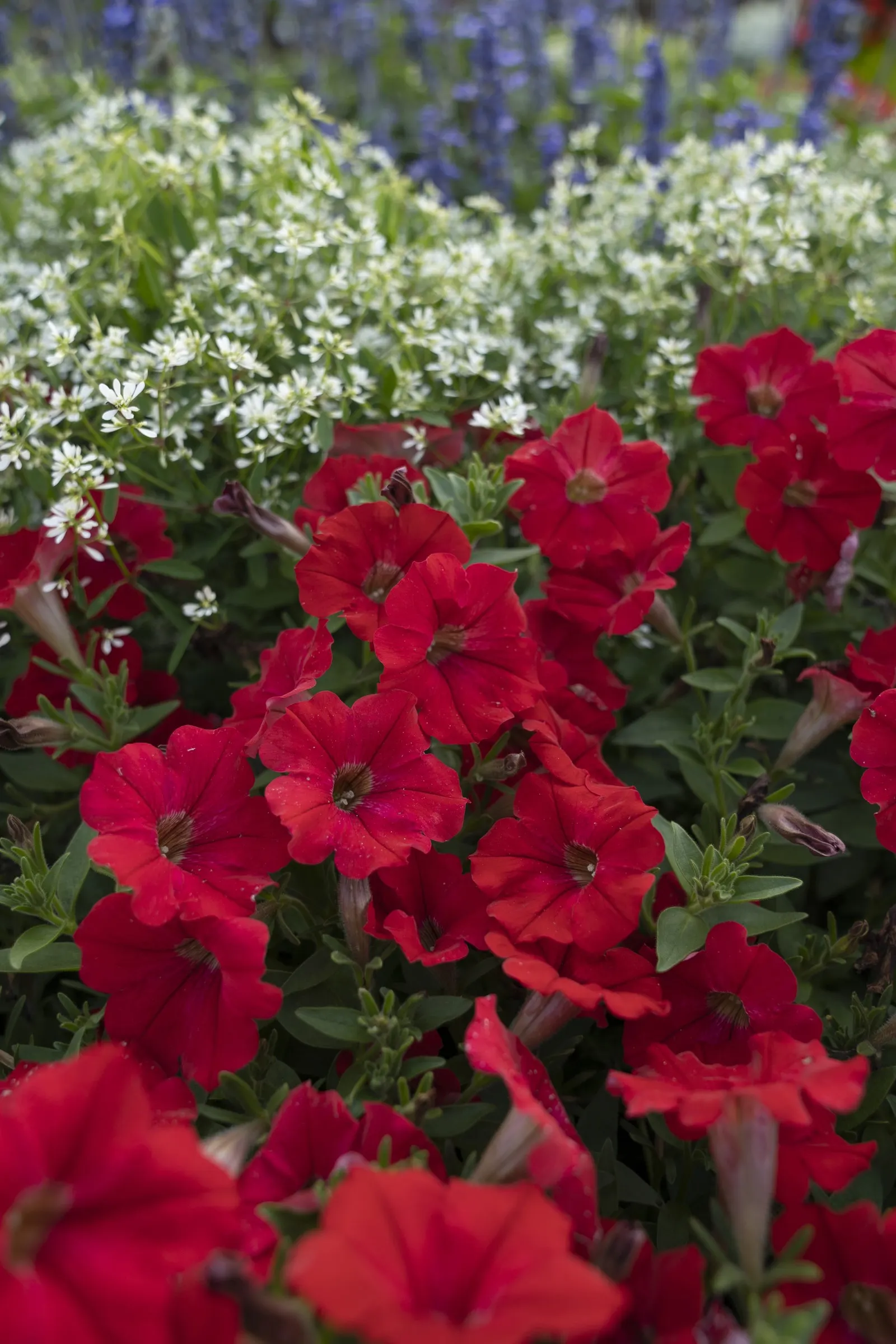 Really Red II Petunia — giving containers and bedding schemes a crisp; and average watering will keep it thriving