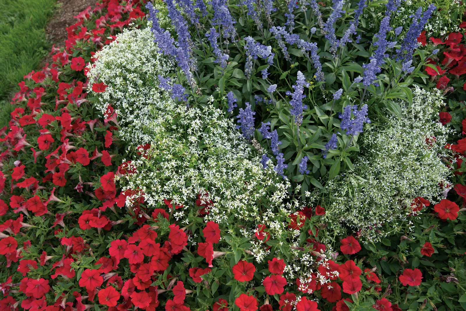 Really Red II Petunia — well-drained soil is sufficient; its form is full and rounded when young