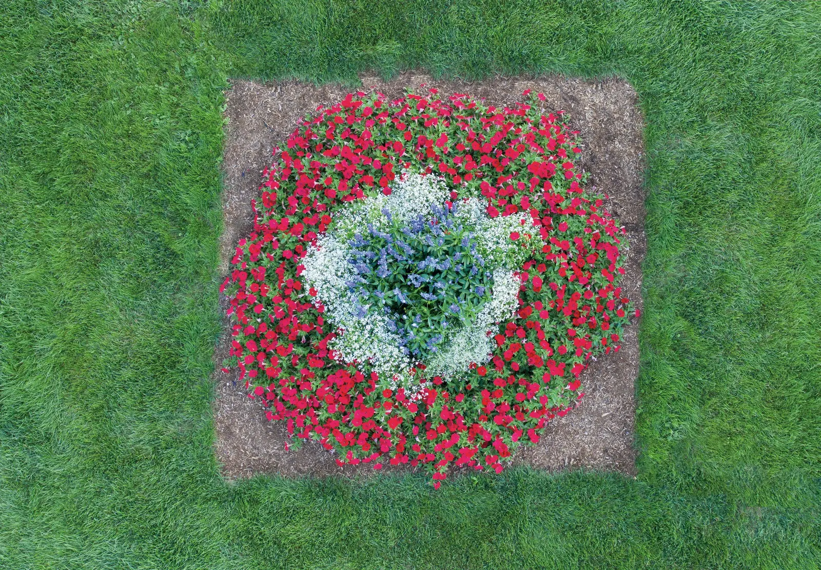 Really Red II Petunia — trumpet-shaped blooms over green foliage from planting to frost; then begins to trail gracefully