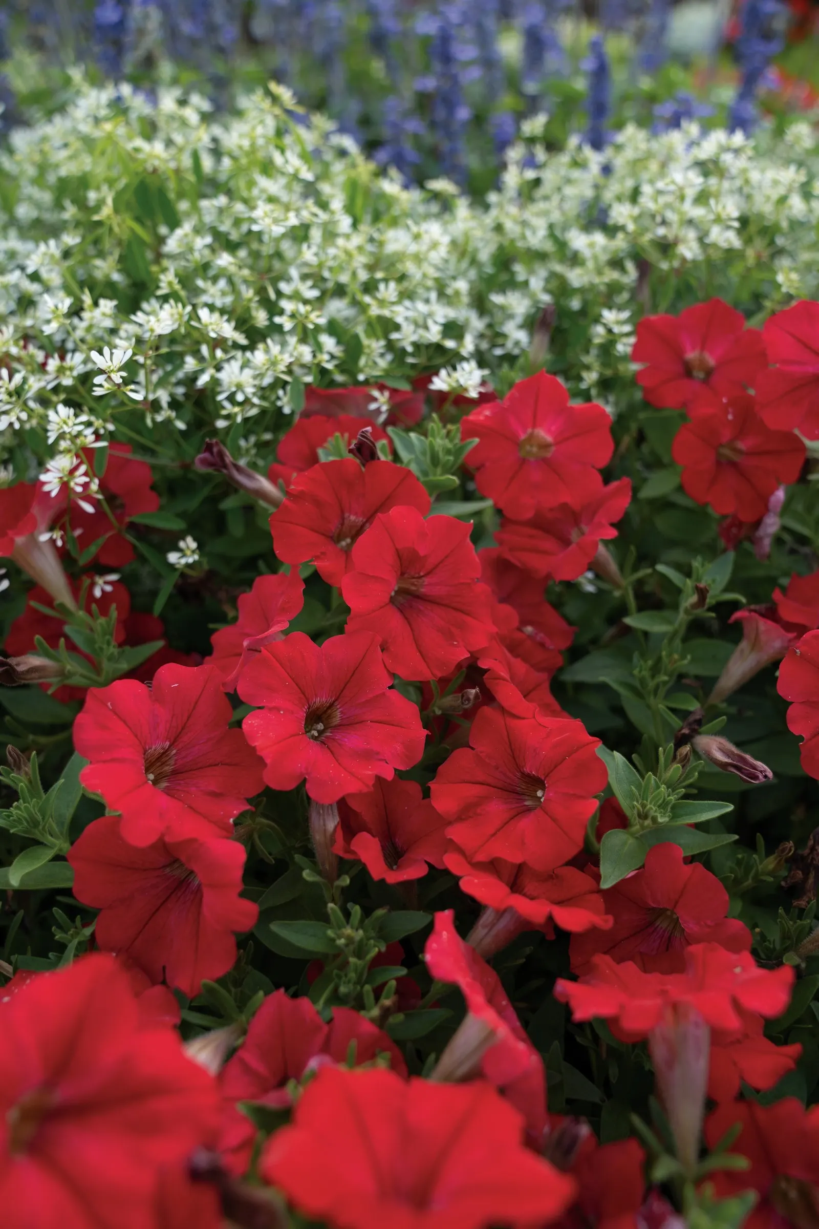 Really Red II Petunia — Its form is full and rounded when young; deadheading is not necessary