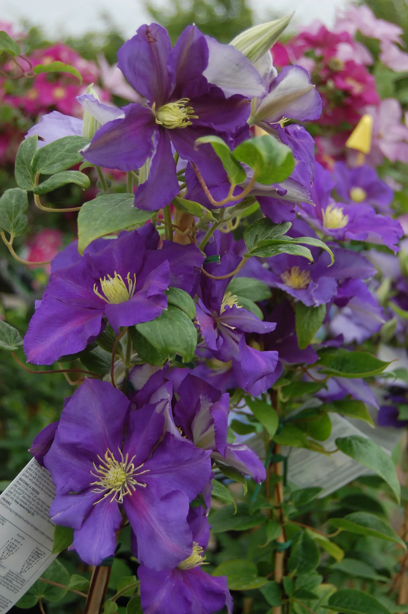 General Sikorski Clematis (Clematis 'General Sikorski') — striking lavender-blue flowers with creamy stamens