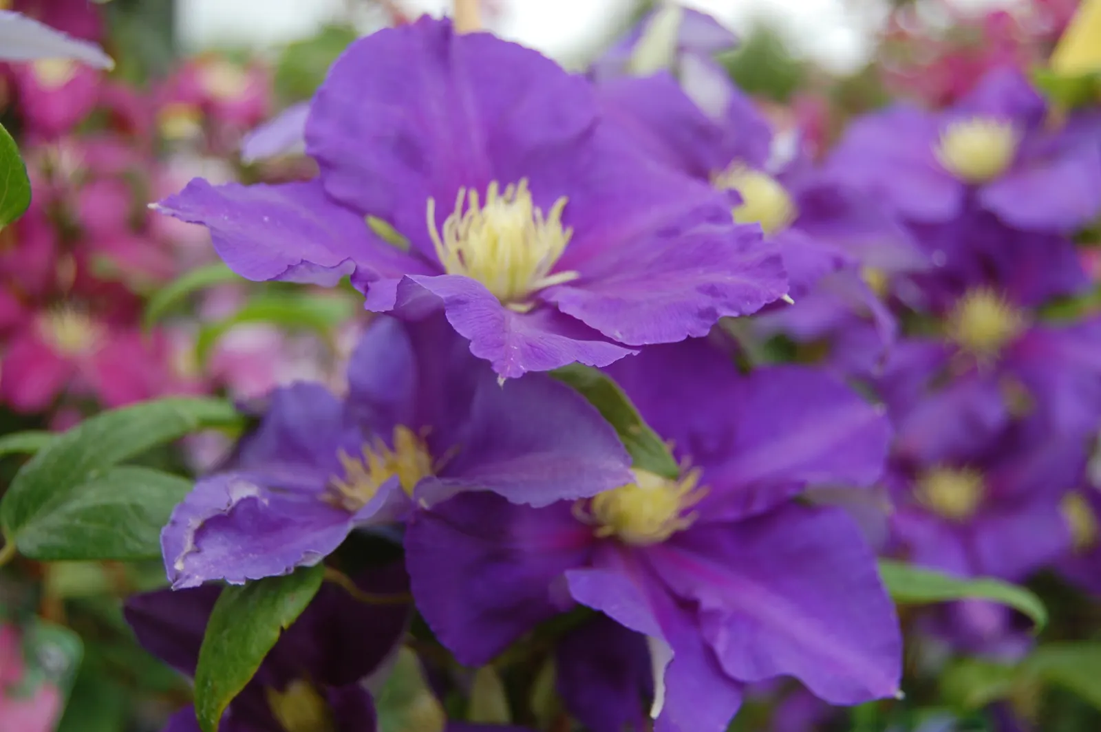General Sikorski Clematis (Clematis 'General Sikorski') — Clematis 'General Sikorski' is a vigorous deciduous climber, reaching heights of 8-12 ft