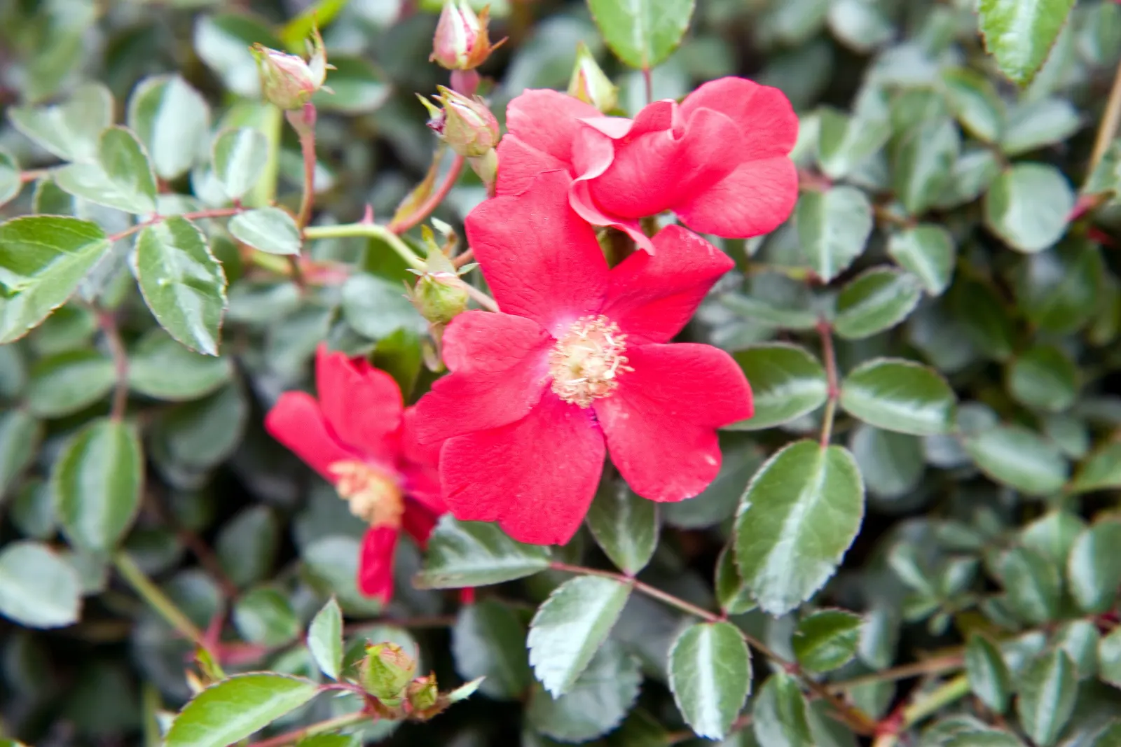 Red Flower Carpet Rose (Rosa Flower Carpet Red) — this rose variety is adaptable to a wide range of soil types and prefers locations with full sun exposure
