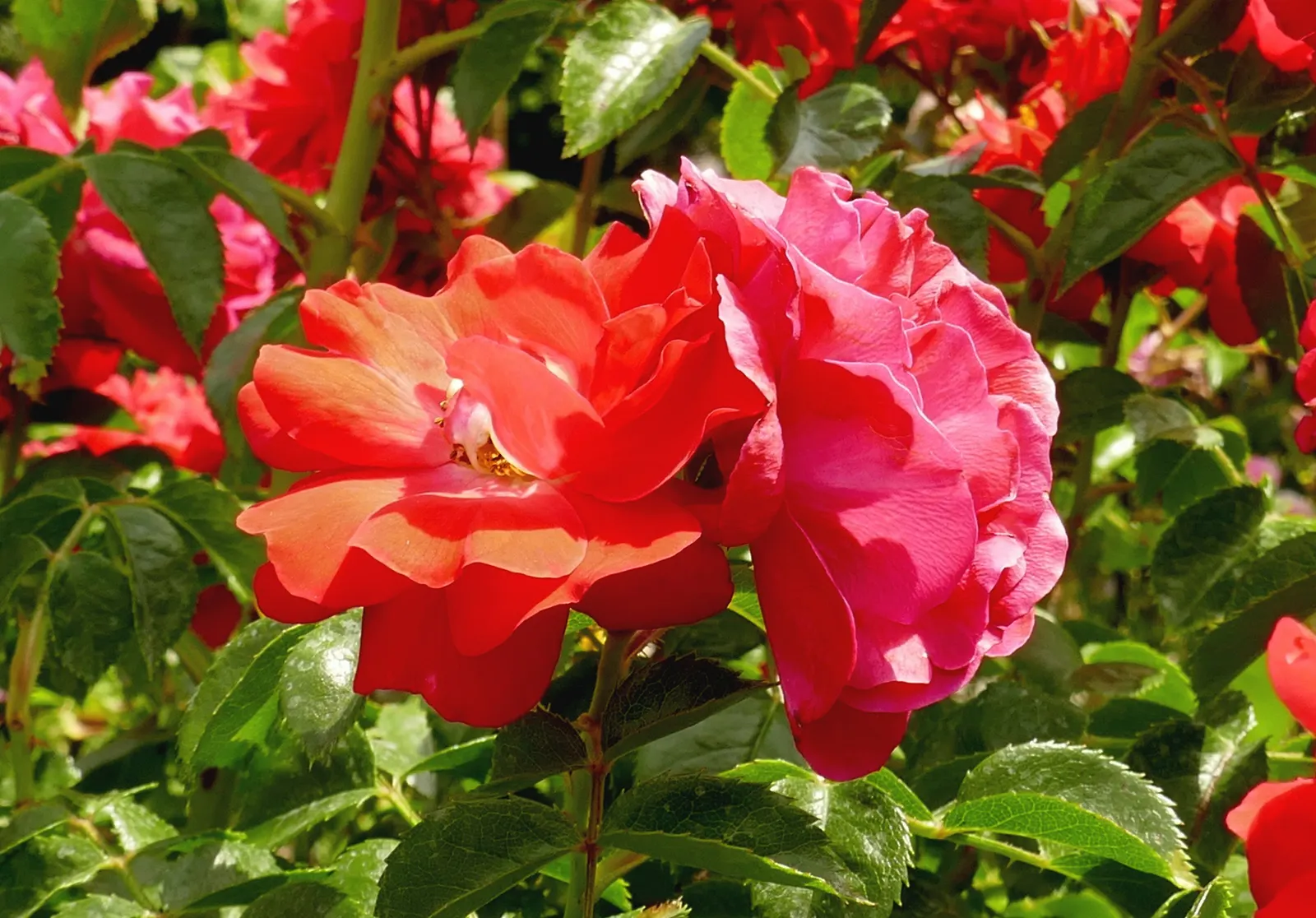 Red Flower Carpet Rose (Rosa Flower Carpet Red) — which is a significant advantage in maintaining the garden's aesthetic appeal.<br><br>Ideal for mass plantings