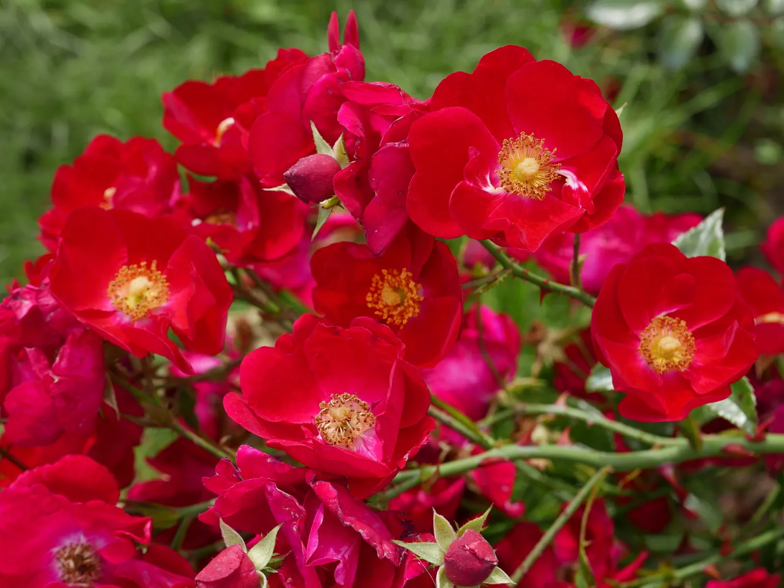 Red Flower Carpet Rose (Rosa Flower Carpet Red) — widely acclaimed for its prolific blooms and resilient nature