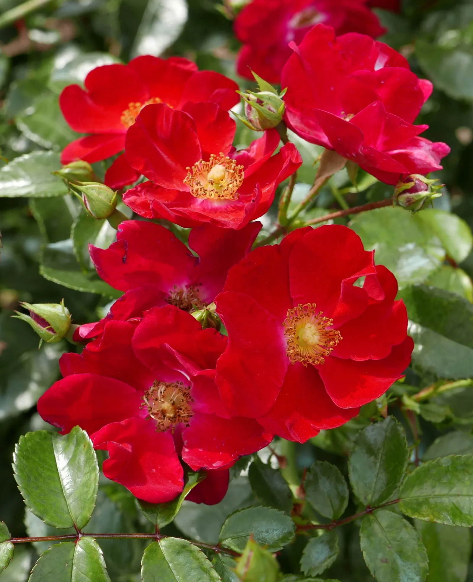 Red Flower Carpet Rose (Rosa Flower Carpet Red) — This repeat bloomer displays masses of vivid red blossoms from late spring to frost