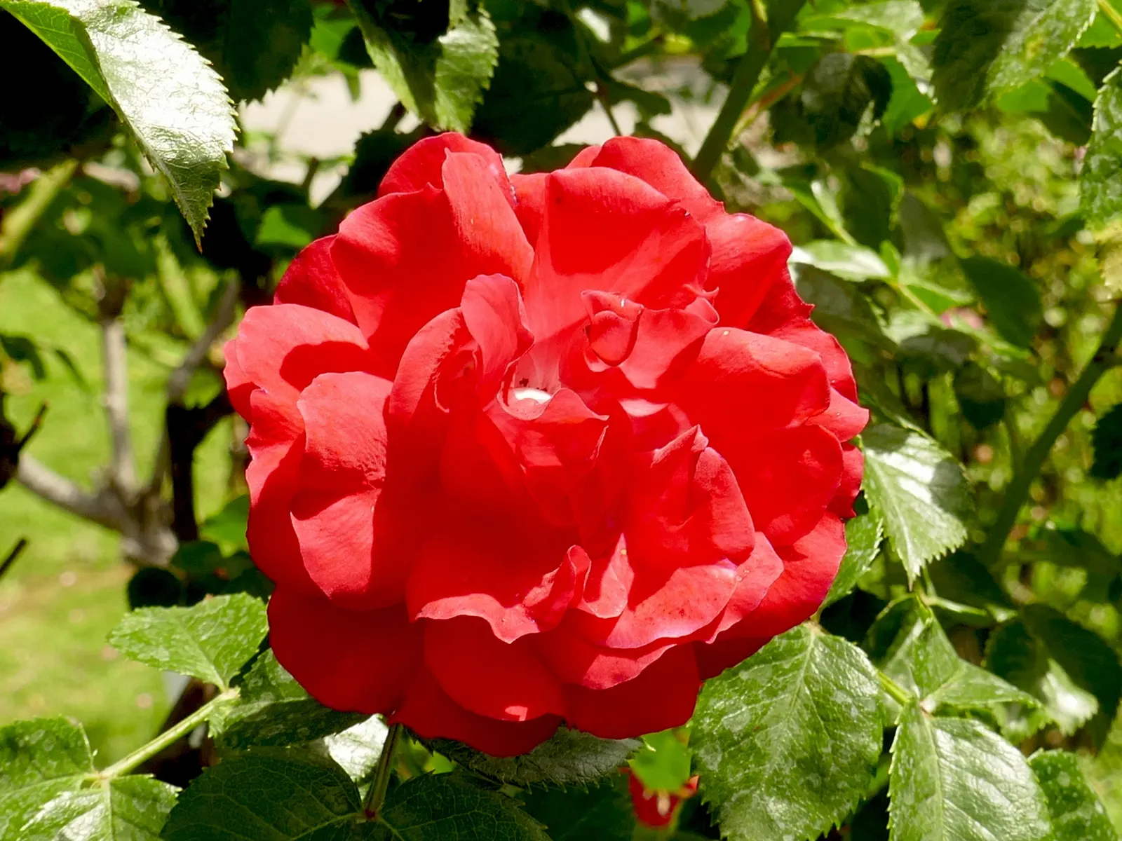 Red Flower Carpet Rose (Rosa Flower Carpet Red) — The Red Flower Carpet Rose requires moderate watering
