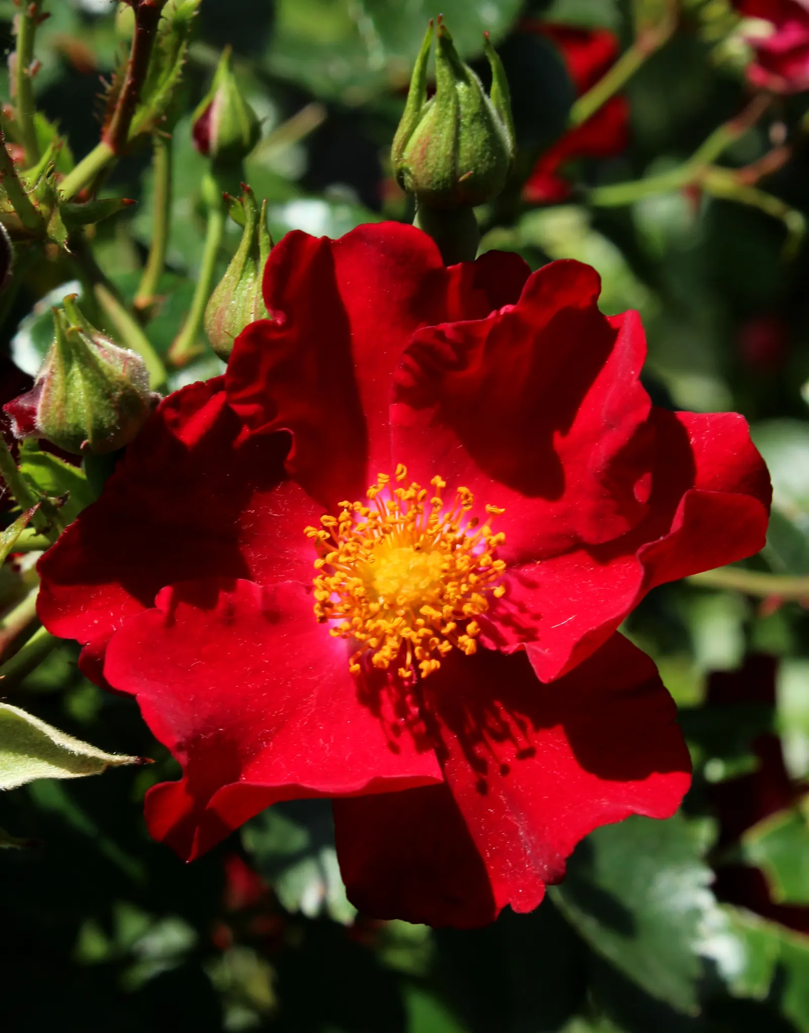 Red Flower Carpet Rose (Rosa Flower Carpet Red) — it elegantly covers beds and borders