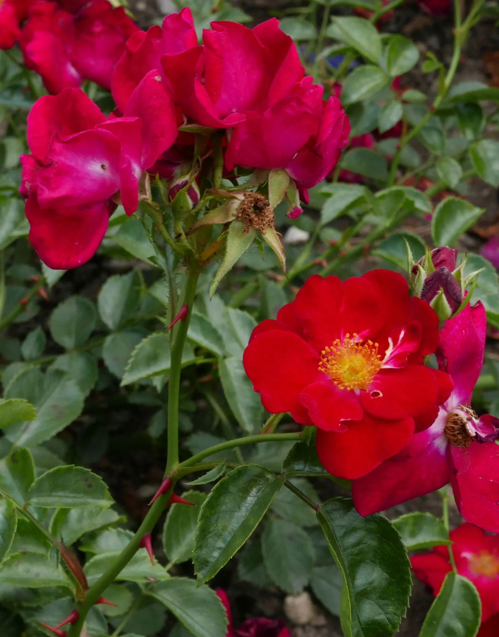 Red Flower Carpet Rose (Rosa Flower Carpet Red) — adding long-lasting color and texture to any landscape