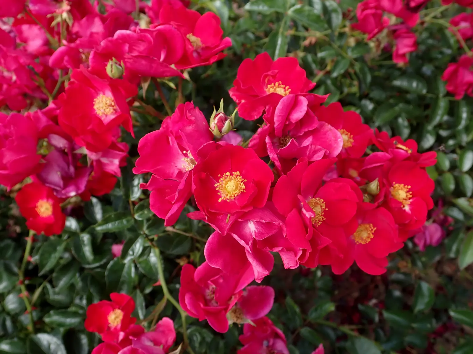 Red Flower Carpet Rose (Rosa Flower Carpet Red) — This particular cultivar forms a lush