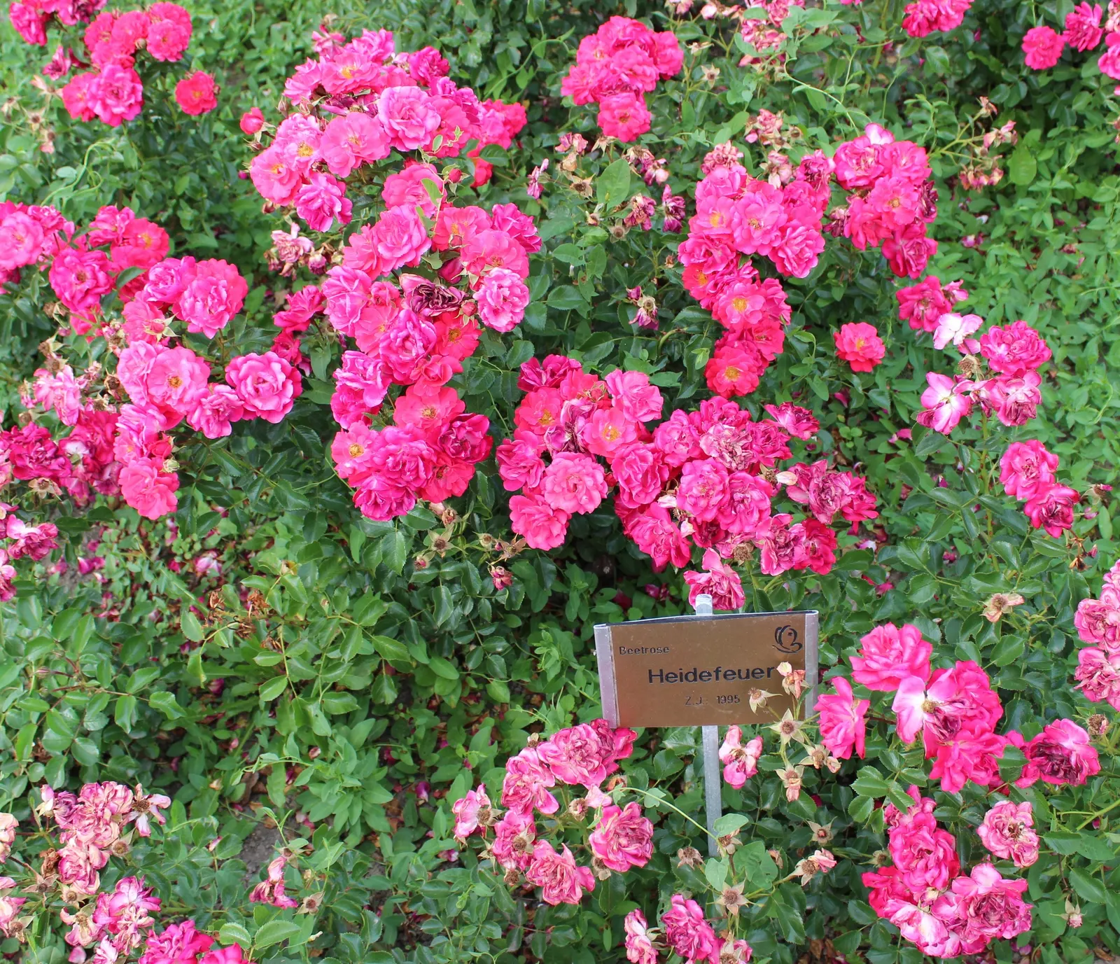 Red Flower Carpet Rose (Rosa Flower Carpet Red) — meaning at least 6 hours of direct sunlight daily