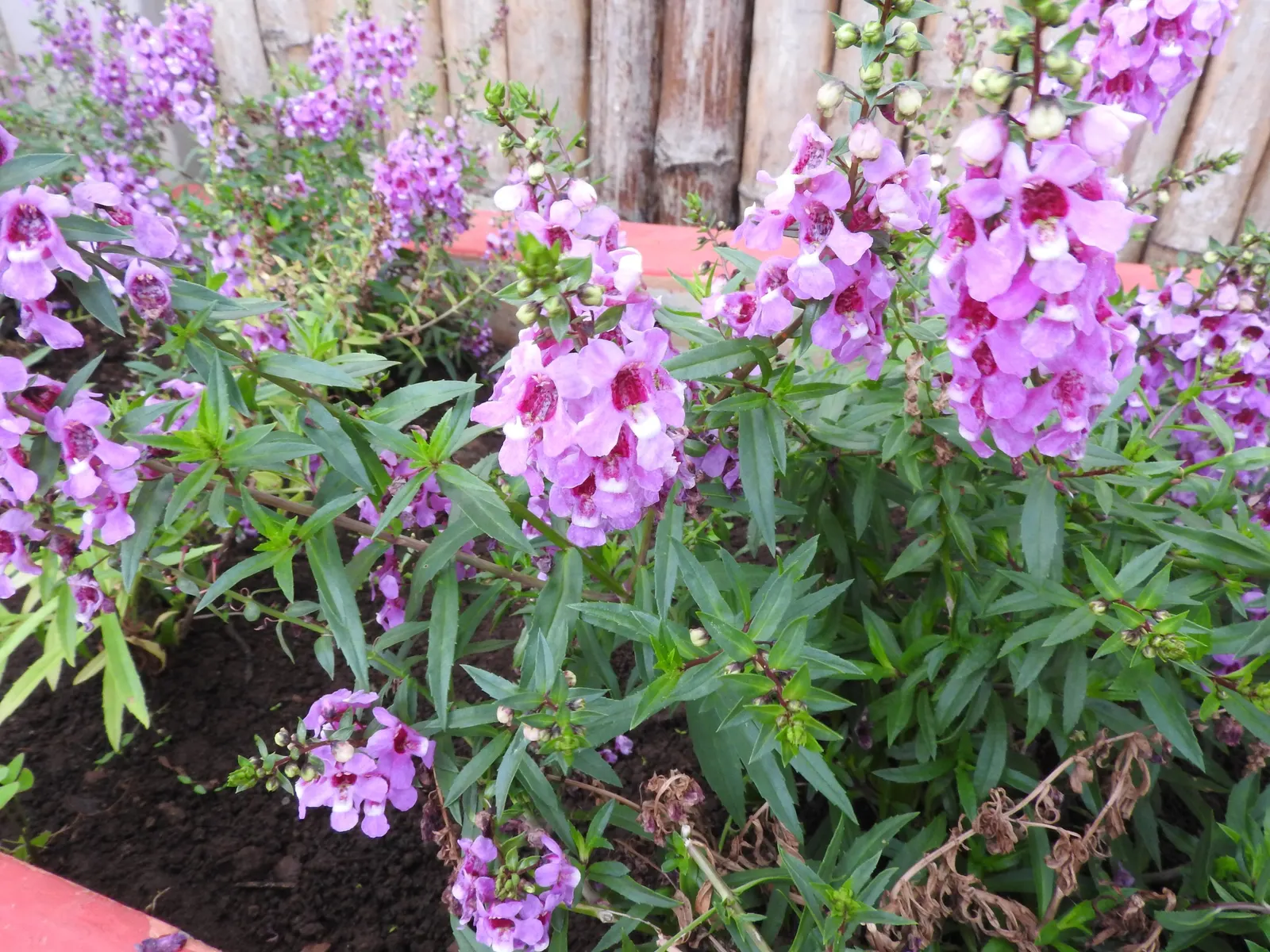 Red Flower Carpet Rose (Rosa Flower Carpet Red) — achieving 24-32 inches in height