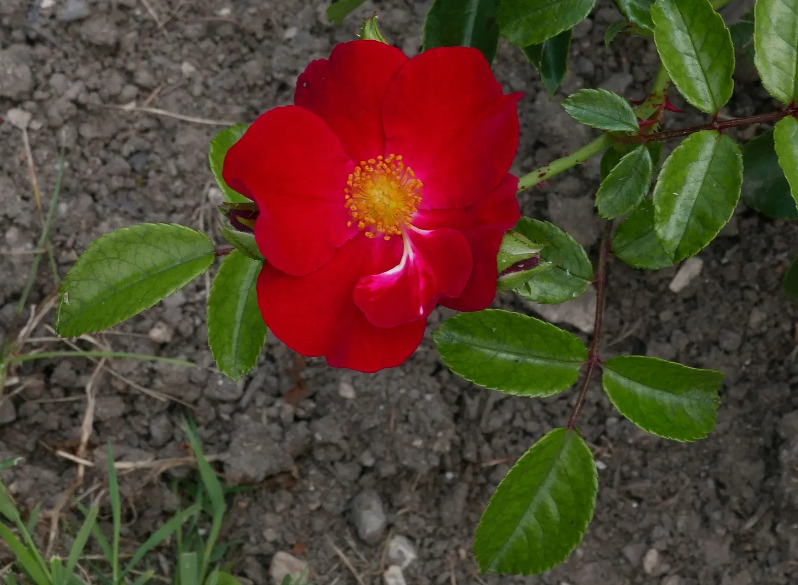 Red Flower Carpet Rose (Rosa Flower Carpet Red) — is an exceptionally hardy and vibrant groundcover rose