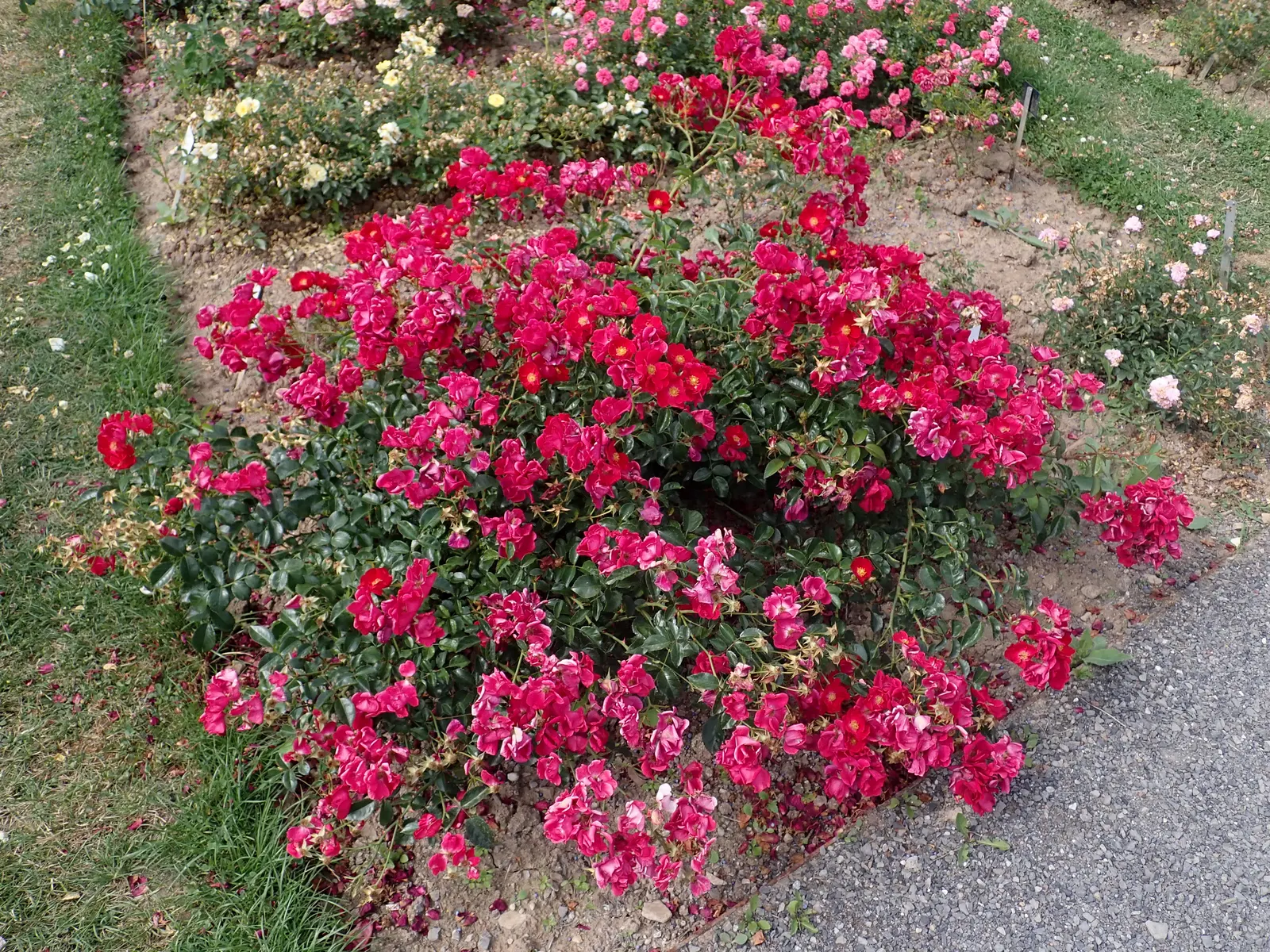 Red Flower Carpet Rose (Rosa Flower Carpet Red) — The Rosa 'Flower Carpet Red,' commonly referred to as Red Flower Carpet Rose