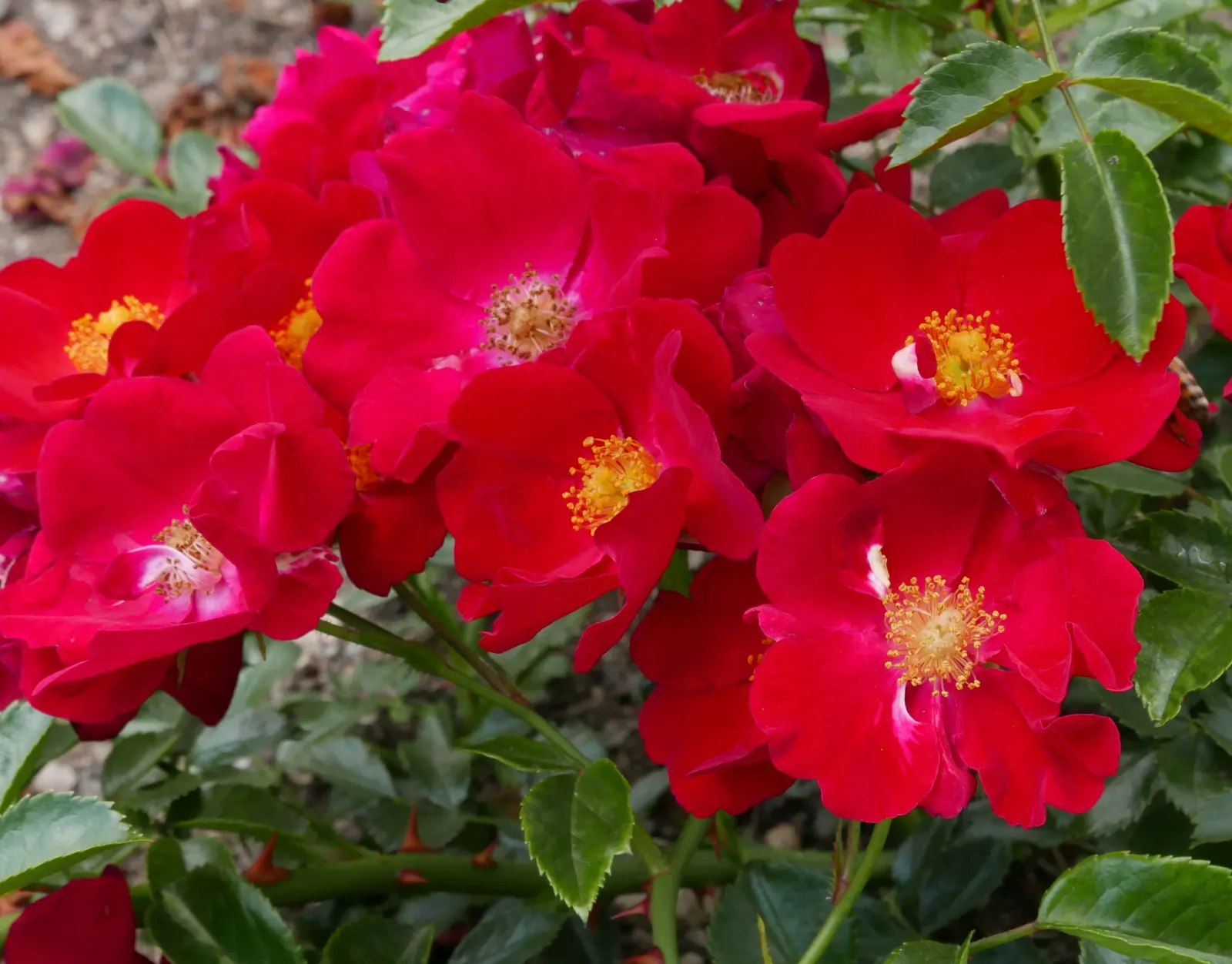 Red Flower Carpet Rose (Rosa Flower Carpet Red) — low-growing groundcover rose