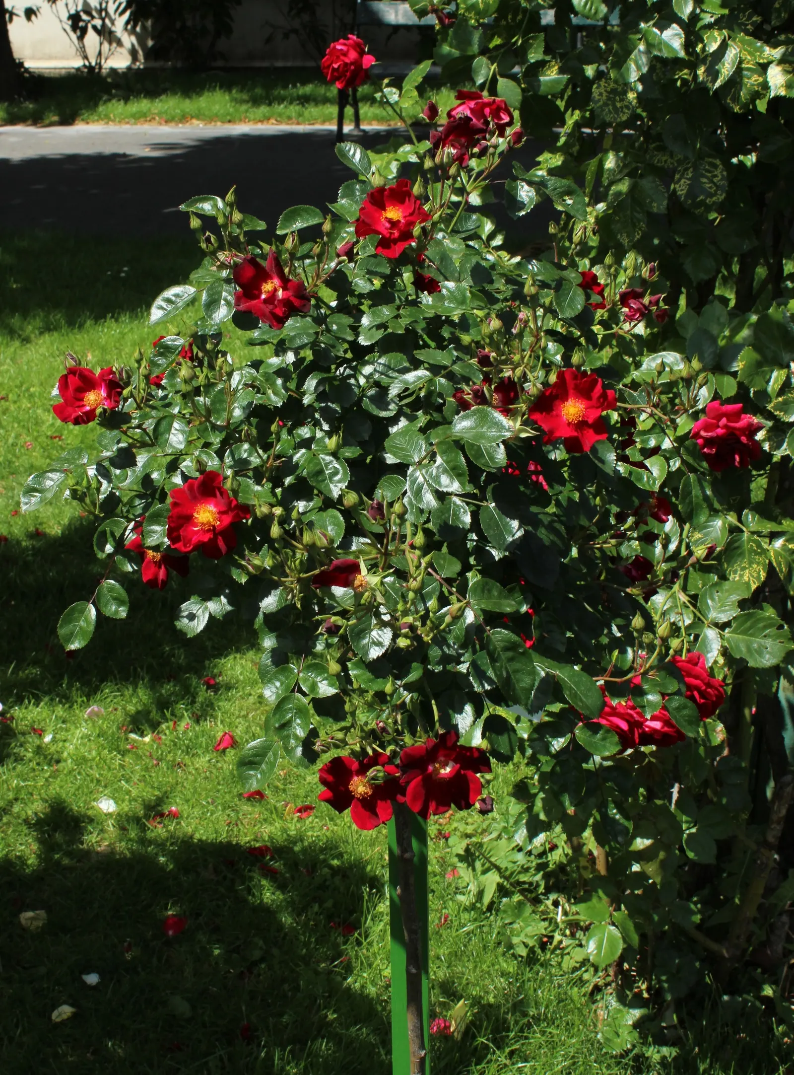 Red Flower Carpet Rose (Rosa Flower Carpet Red) — Hardy in zones 5-10, it thrives in full sunlight, requiring minimal maintenance