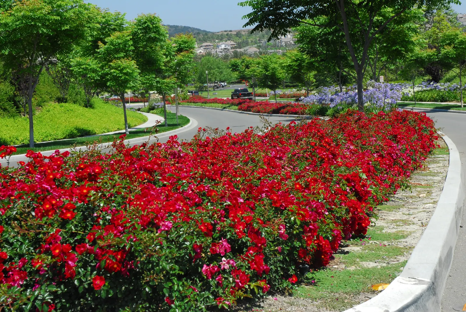 Red Flower Carpet Rose (Rosa Flower Carpet Red) — low-growing mat reaching approximately 24 to 32 inches in height
