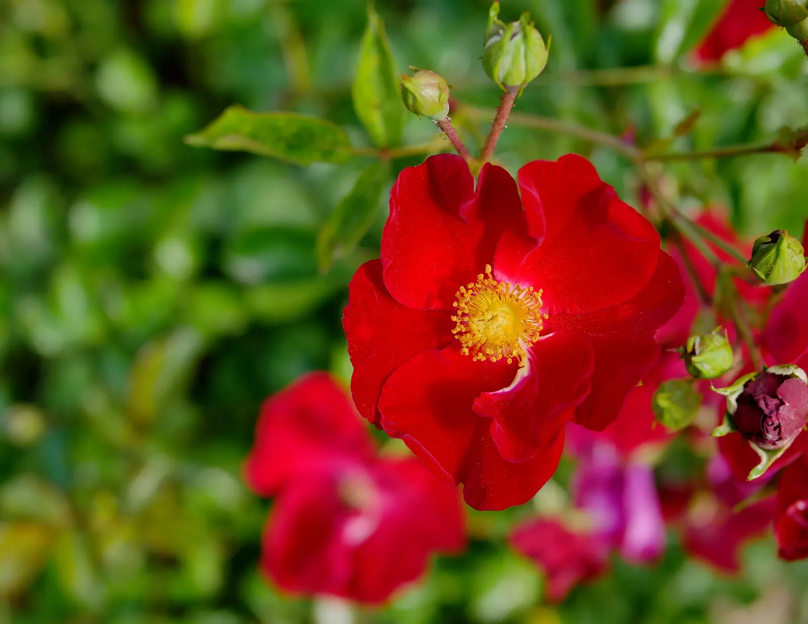 Red Flower Carpet Rose (Rosa Flower Carpet Red) — offering a dense foliage canvas punctuated by a profusion of rich
