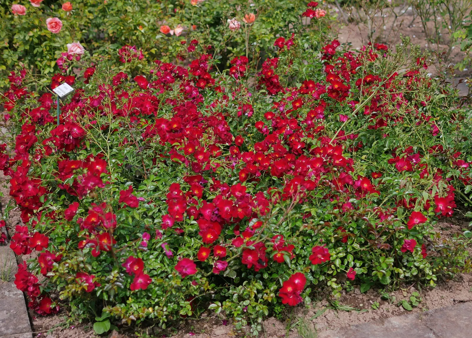 Red Flower Carpet Rose (Rosa Flower Carpet Red) — typically between 1 to 1.5 inches per week