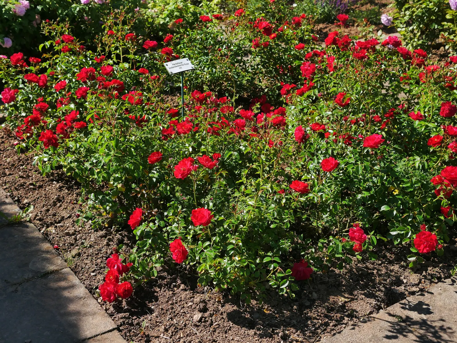Red Flower Carpet Rose (Rosa Flower Carpet Red) — with minimal deadheading required