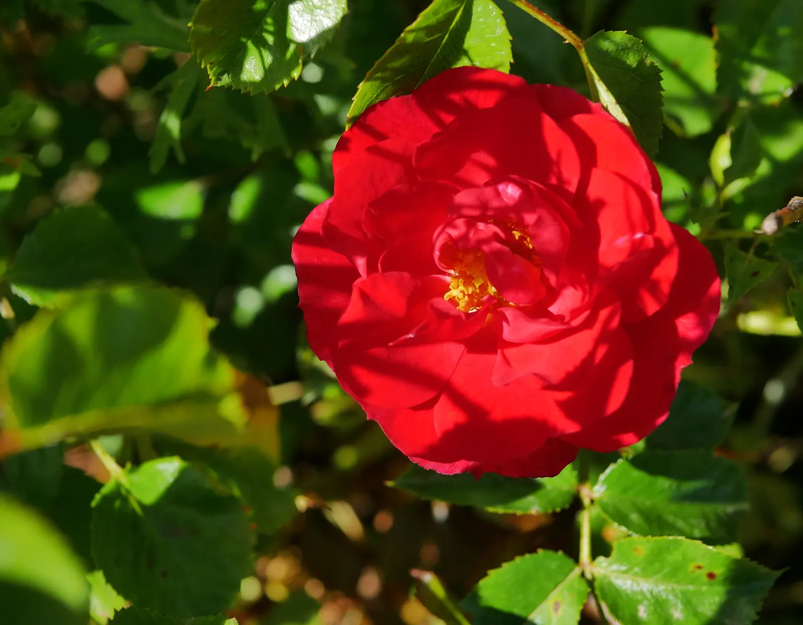 Red Flower Carpet Rose (Rosa Flower Carpet Red) — particularly to black spot and mildew