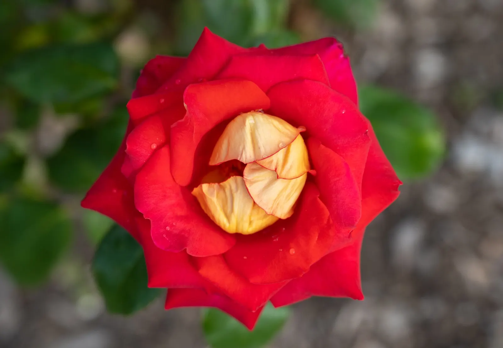 Red Flower Carpet Rose (Rosa Flower Carpet Red) — and can effortlessly spread to about 40 inches in width