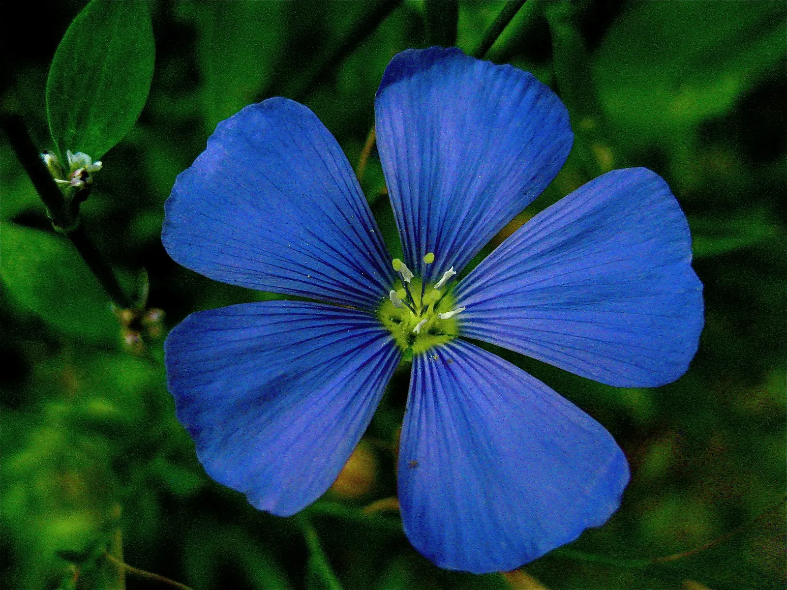 Western Blue Flax (Linum Perenne) — It adds a wildflower look, attracting pollinators to the landscape; linum perenne thrives in full sun exposure and prefers